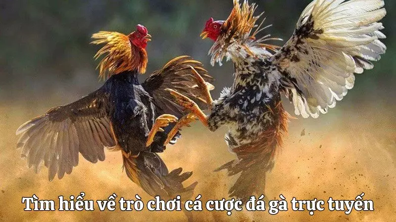 Hướng Dẫn Chi Tiết Cách Cá Cược Gà Chọi Hiệu Quả