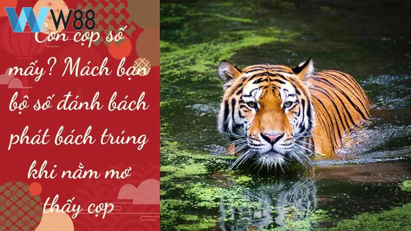 Giải mã ý nghĩa giấc mơ thấy cọp đánh số gì