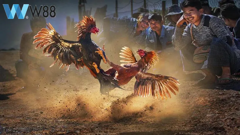 Luật chơi đá gà – Hướng dẫn cách chơi đá gà chuẩn nhất