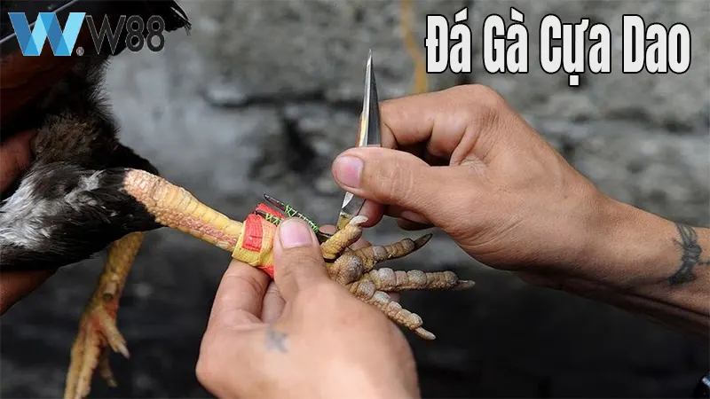 Đá gà FB88 đa dạng hình thức và cơ hội cá cược kiếm tiền Đá gà FB88 đa dạng hình thức và cơ hội cá cược kiếm tiền