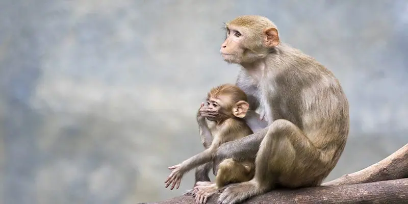 mơ thấy khỉ ý nghĩa gì